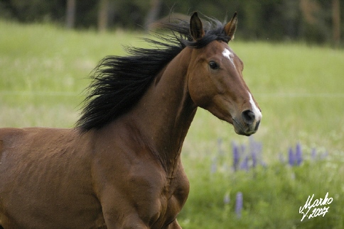 Artuš